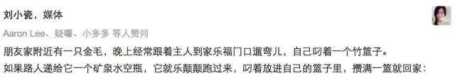 目前公认最聪明的宠物狗是哪种:智商高的狗狗都有哪些表现？