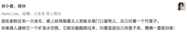 黑色柴犬智商:柴犬就是日本的秋田犬吗？如何养？