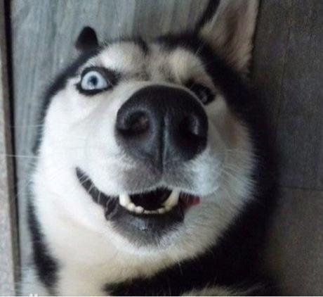 全能警卫犬:警卫犬品种 看家护院选择哪种犬比较好？