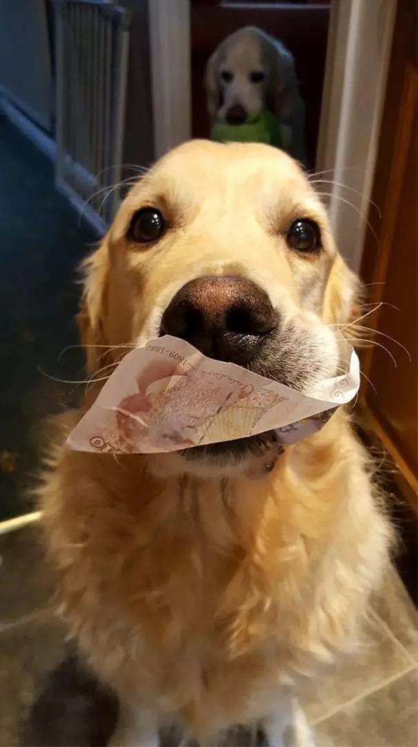 解析宠物的毕业礼:身为铲屎官的你，收到过宠物送的什么礼物？