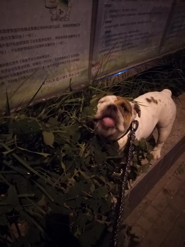 斗牛马士提夫犬会放屁吗:法牛放屁拉软便，5个月法斗放屁软便怎么办呢？