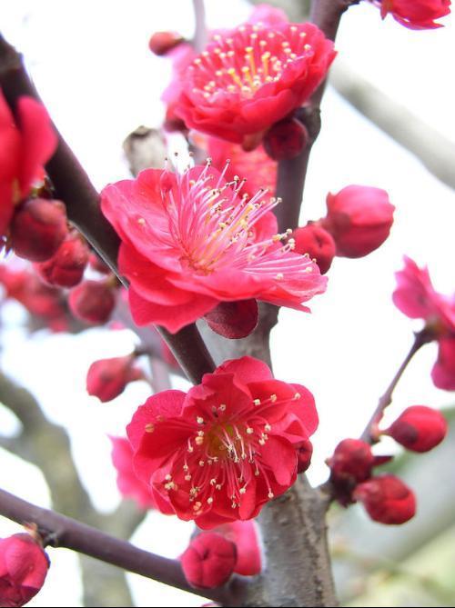 獨立~ 薊花10月20日~ 命運~ 麻10月19日~ 別碰我~ 紅色鳳仙花10月18日