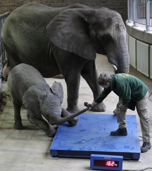 成年大象体重是多少,一头成年雄性大象平均体重有多重?