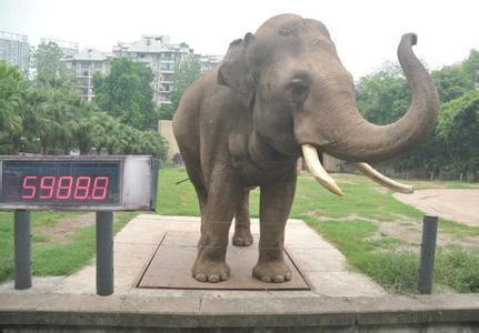 成年大象体重是多少,一头成年雄性大象平均体重有多重?