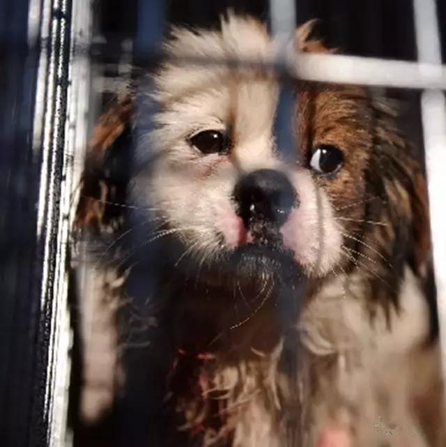 狗语翻译器:如果你的狗狗突然会说话了，你猜它最想对你说什么呢？