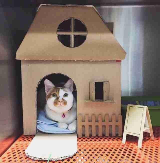 自制猫窝,流浪猫自己是怎么做窝的？