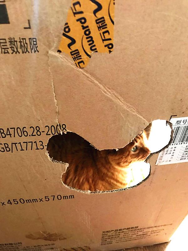 自制猫窝,流浪猫自己是怎么做窝的？