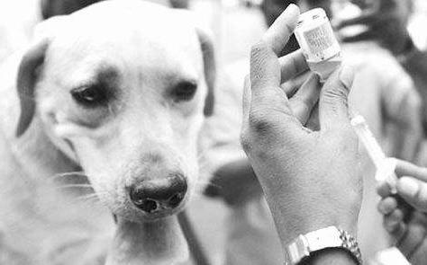 农安细狗咬狗视频:假设一个人养了五只猎犬，如果一只攻击主人，其他四只会如何？