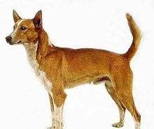 德牧是最好的护卫犬:德牧是护卫犬吗 金毛、边牧和德牧哪个最适合家养？