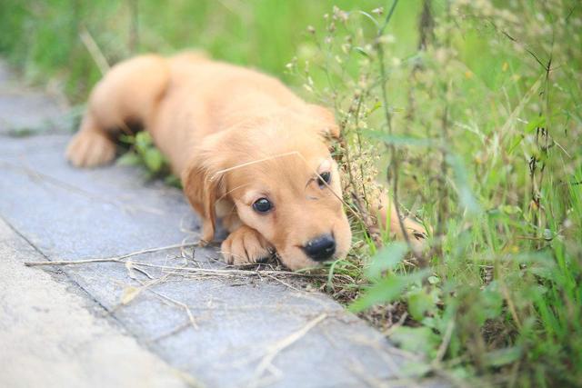 适合看家护卫的小型犬有哪些:农村养什么护卫犬好，家里以后有宝宝哪种合适？ 看家护院小型犬什么犬种最好