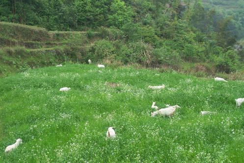 济宁 肉食狗 基地:济宁有养肉食狗的吗 山东济宁哪里有纯种西农萨能奶山羊？