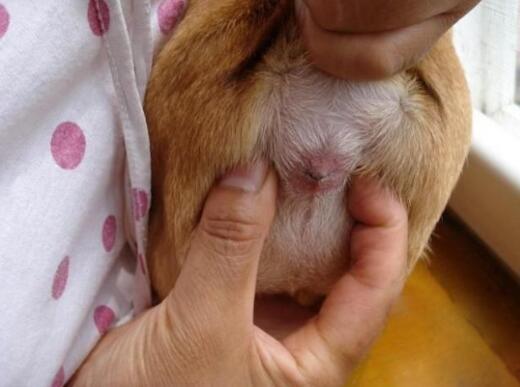 史宾格犬体臭怎么办:为什么狗狗体味越来越重？