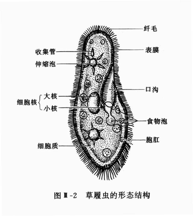 倭狨图片:《进化论》到底有多少漏洞？