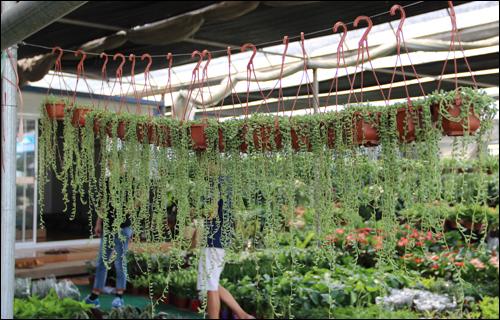 武汉宠物食品批发市场:武汉有专门的花鸟市场吗？