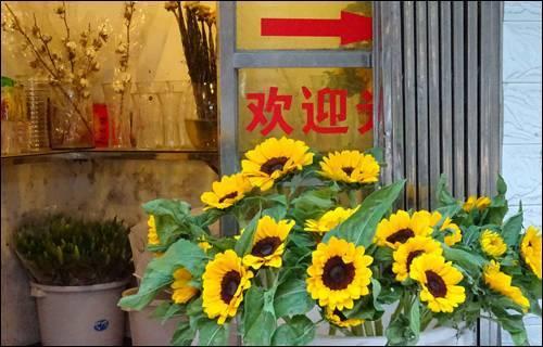 武汉宠物食品批发市场:武汉有专门的花鸟市场吗？