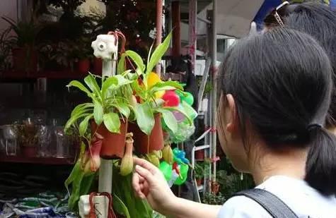 武汉宠物食品批发市场:武汉有专门的花鸟市场吗？