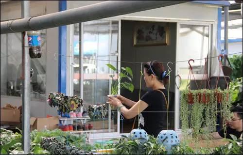 武汉宠物食品批发市场:武汉有专门的花鸟市场吗？