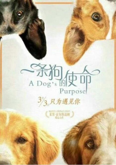 德国牧羊犬电影:电影《一条狗的使命》中的主角一共活了几生？ 吉娃娃和德国牧羊犬的电影