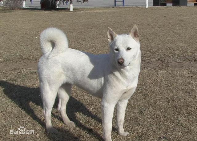 丰山犬:丰山犬教 韩国有像日本柴犬一样的本土犬种吗？