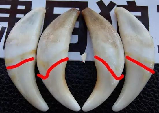 狗牙根:老鳖头、狗牙这类骨头能像文玩一样盘出来吗？