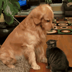 当猫爱上狗在哪里看:喜欢猫和喜欢狗的人性格有什么不同？ 当狗爱上猫在线观看
