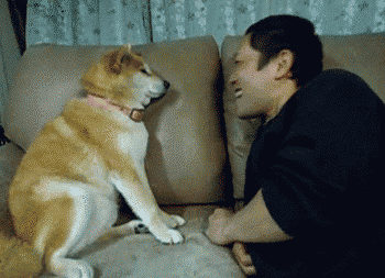 当猫爱上狗在哪里看:喜欢猫和喜欢狗的人性格有什么不同？ 当狗爱上猫在线观看