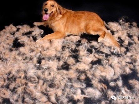 拉布拉多猎犬寿命:想养只柯基或者拉布拉多，哪种比较适合我？