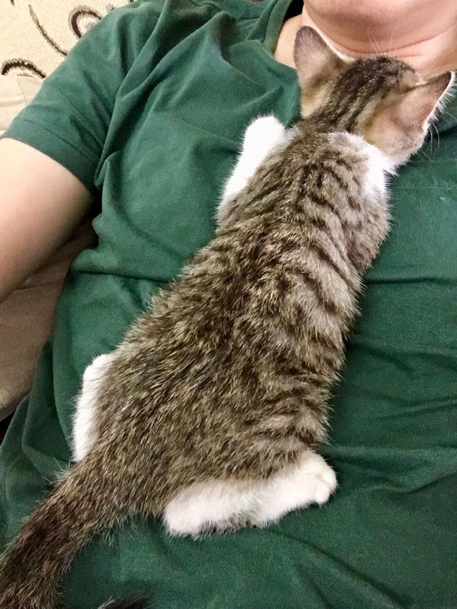 超萌猫咪动态图片:一只猫能可爱到什么程度？