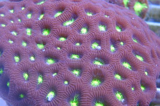 头条问答 脑珊瑚五颜六色的 好看的生物是否有毒 1个回答