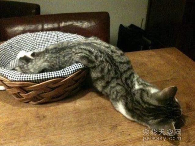 为什么猫咪能像液体一样:猫咪很软，抱起来像水，这正常吗？