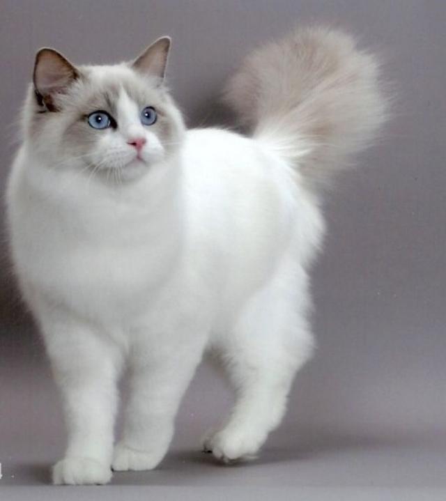 盆景猫 谣言:为什么有些人那么讨厌猫呢？能说说原因吗？