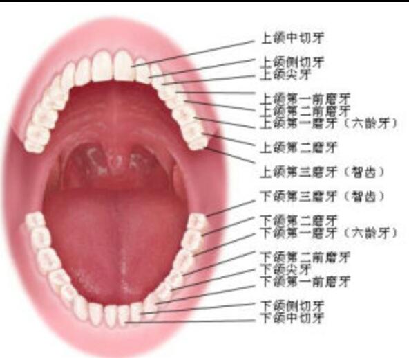 换多少颗牙齿:人到多少岁就不换新牙了？