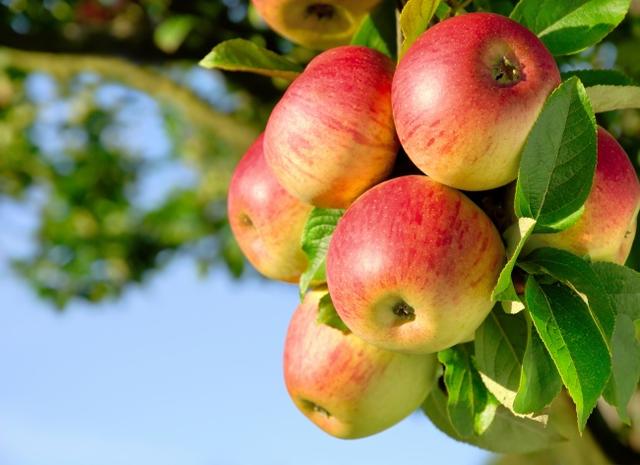 每天吃一个苹果有什么好处，一天中什么时候吃苹果营养价值最高