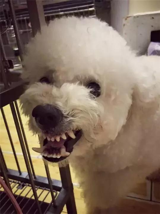 养条狗搞我视频:如果你家的爱犬咬了人，你会弃养它吗？