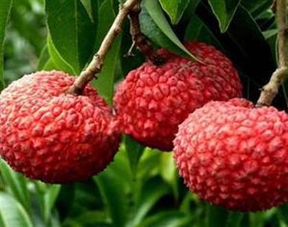 玉林荔枝狗肉节:广西玉林狗节能被取消吗？ 玉林荔枝狗肉做法