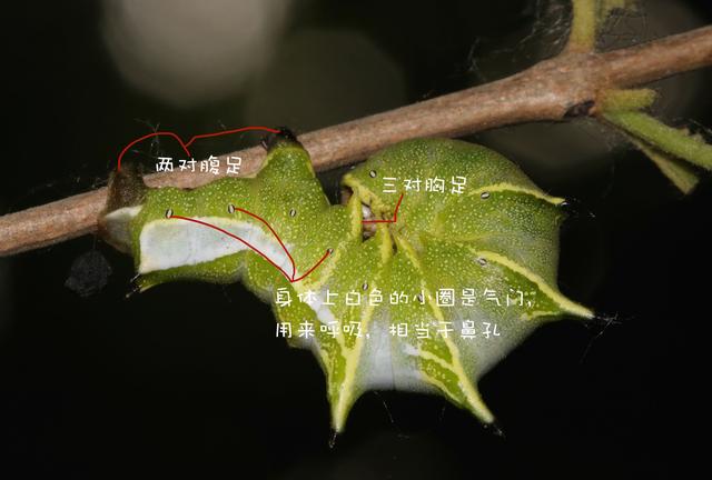 虫不知国语:爆笑虫子里的小黄和小红分别是什么生物？