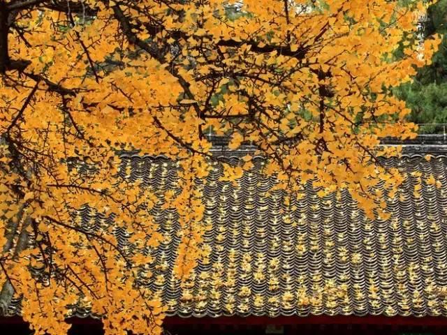 关于“霜降”的诗词有哪些