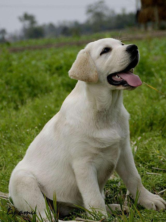 拉布拉多犬价格:市场上双血统拉布拉多价格多少？ 拉布拉多犬价格是多少