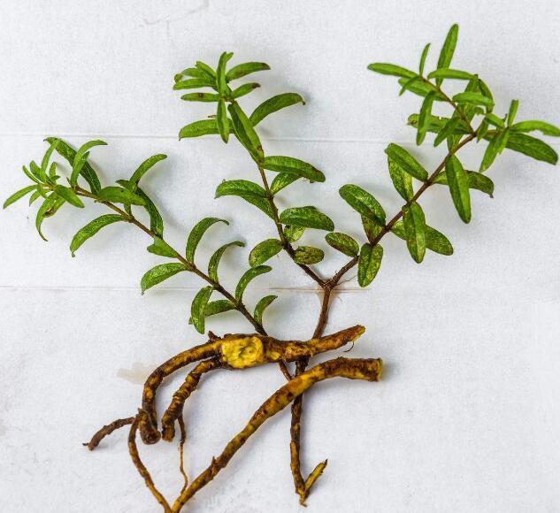 黄芩有什么作用吃了对身体好吗