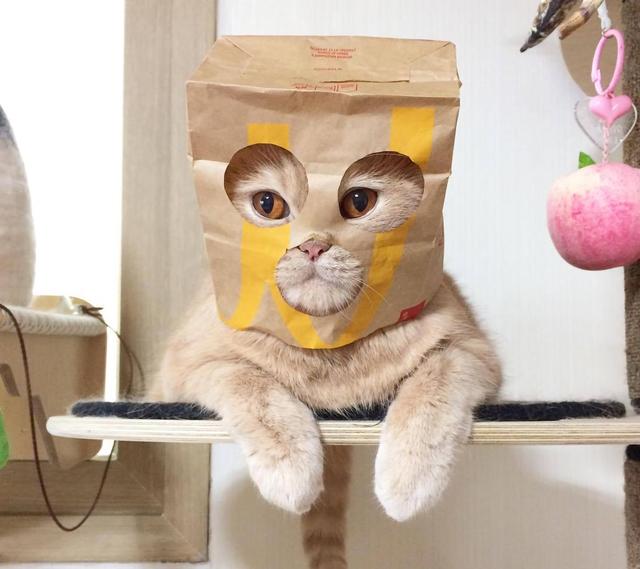 怎么确定猫认主人了咕噜咕噜:猫咪是怎么分辨出主人的？