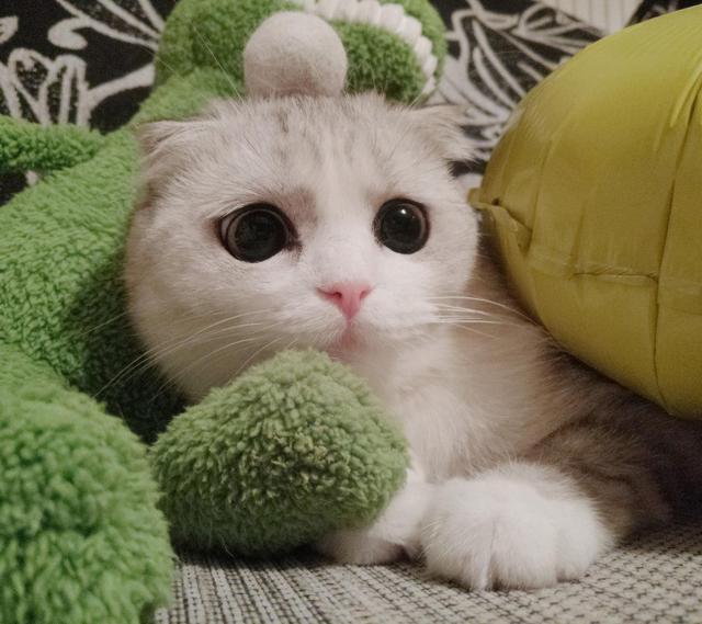 怎么确定猫认主人了咕噜咕噜:猫咪是怎么分辨出主人的？