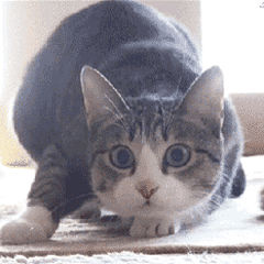 怎么确定猫认主人了咕噜咕噜:猫咪是怎么分辨出主人的？