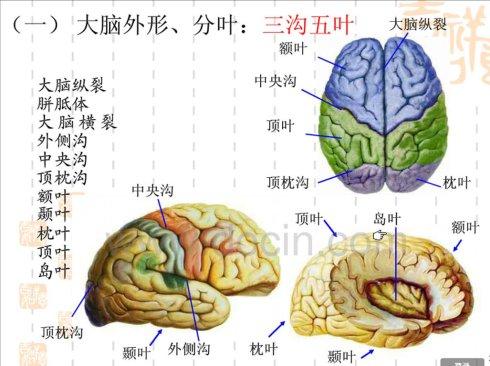 演讲的时候大脑里是怎么思考的