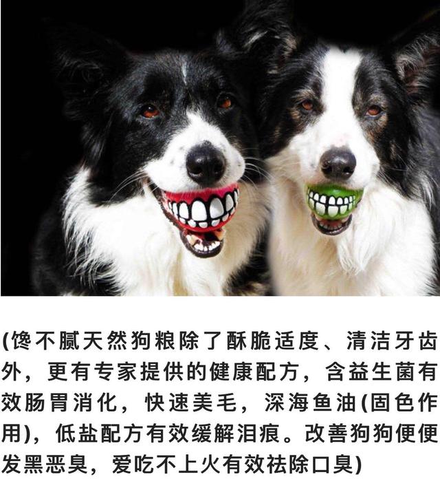 边境牧羊犬智商排名带图片:有人喜欢养智商第一的边牧犬吗？到底有多聪明？ 边境牧羊犬智商排名第几名