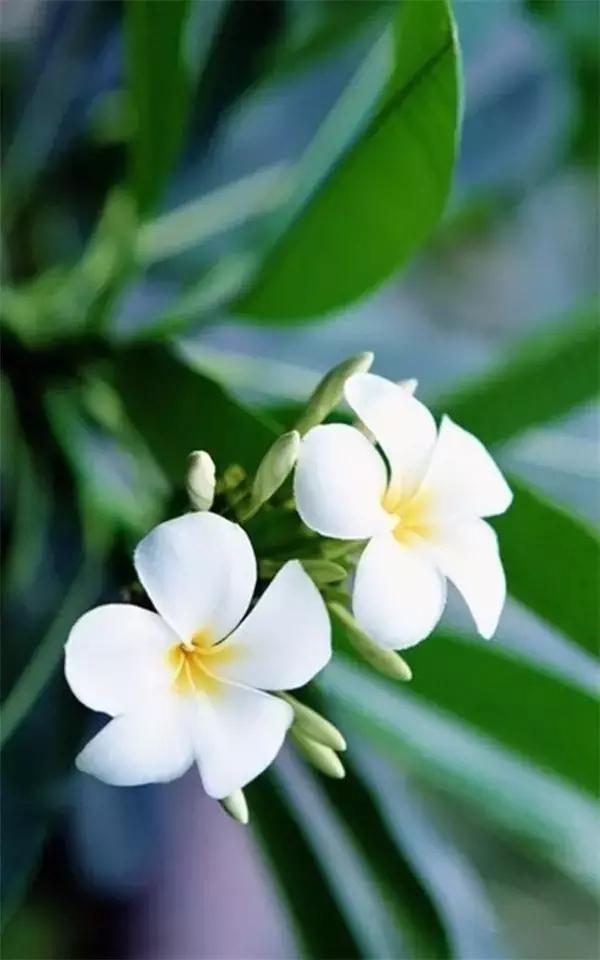 静等花开