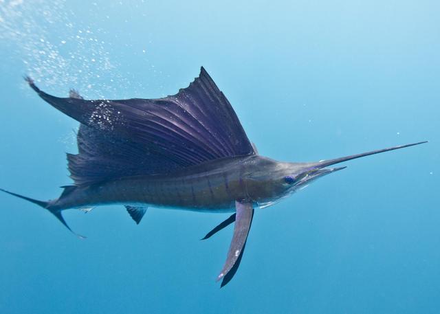 旗鱼和马林鱼的区别，世界上什么动物跑的最快？