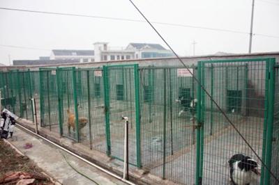 犬瘟热检测:怎么判断小奶狗是发烧还是犬瘟热？