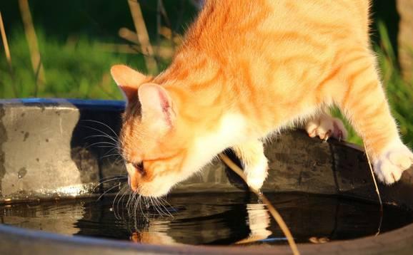 猫吃生骨肉一天多少克:猫生骨肉一天喂多少 100天的起司猫每天吃多少合适？