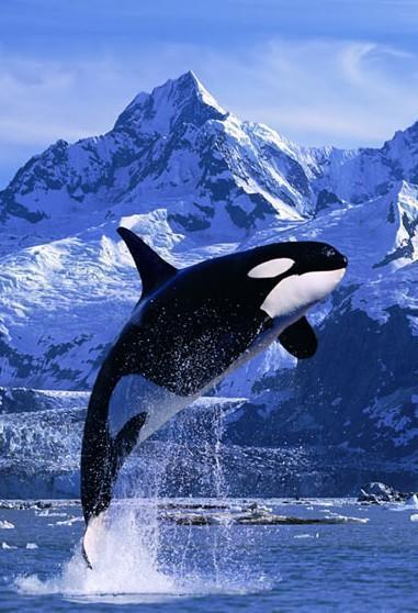 虎鲸的天敌是什么，虎鲸是不是海洋中最大的攻击性猎食动物