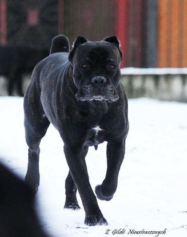 卡斯罗犬图片狗乐淘狗网:卡斯罗犬有什么优点吗？养了有什么好处？